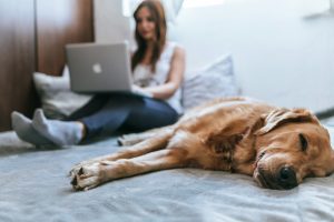 A writer with their dog and a computer